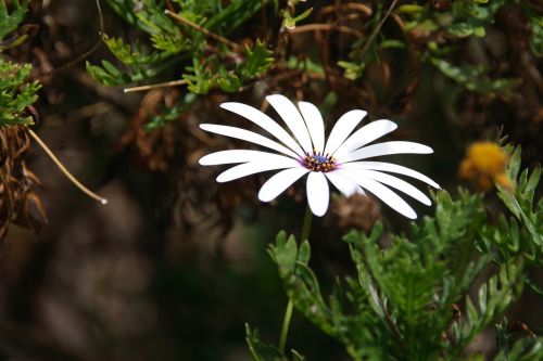 Gėlė, Žiedas, Žydėti, Balta, Kalnų Daisy, Osteospermum Ecklonis Asteroideae, Kompozitai