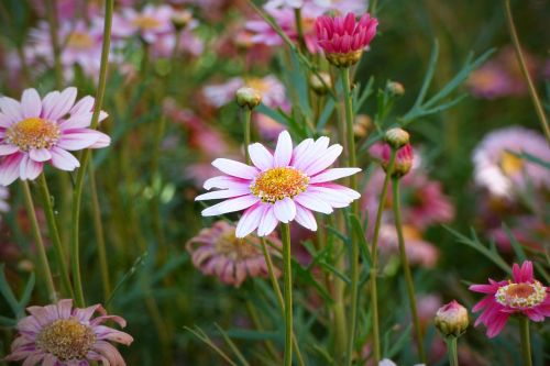 Gėlė, Žiedlapiai, Augalas, Gamta, Rosa, Žiedadulkės, Augmenija, Pavasaris, Žydėjimas, Flora