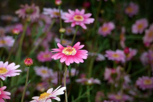 Gėlė, Žiedlapiai, Augalas, Gamta, Rosa, Žiedadulkės, Augmenija, Pavasaris, Žydėjimas, Flora