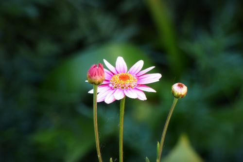 Gėlė, Žiedlapiai, Augalas, Gamta, Rosa, Žiedadulkės, Augmenija, Pavasaris, Žydėjimas, Flora