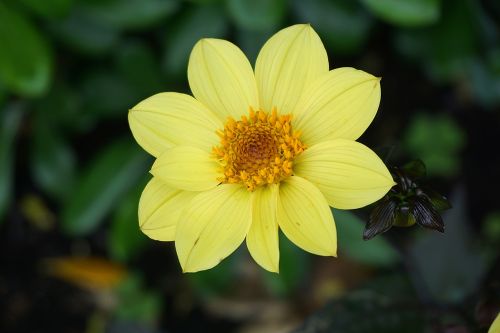 Gėlė, Flora, Geltona Gėlė, Botanika, Sodas, Žiedlapis, Žydėjimas, Geltona, Gamta