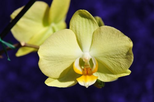 Gėlė, Balta Orchidėja, Pasodintas Augalas, Augalas, Vestuvinė Orchidėja