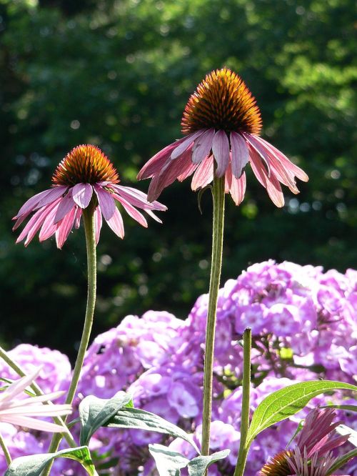 Gėlė, Echinacea, Gėlių Sodas, Vasara, Spalvinga Gėlė, Augalas, Sodas, Gamta, Violetinė, Rožinis