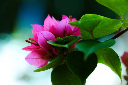 Gėlė, Šri Lanka, Gamta, Botanikos