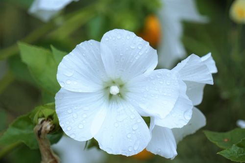 Gėlė, Balta Gėlė, Flora, Gamta, Sodas, Žiedlapiai, Botanika