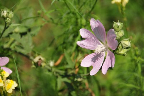 Gėlė, Augalas, Sumer, Gamta, Gėlių, Natūralus, Žalias, Bičių, Žiedas, Žydėti, Makro, Rožė