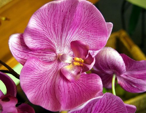 Gėlė, Raudona Orchidėja, Iš Arti, Gėlių, Gamta, Augalas, Atogrąžų, Gyvas, Šviežias, Vienas