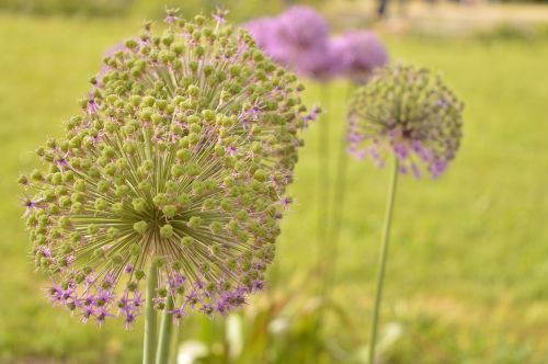 Gėlė, Violetinė, Makro, Vasara, Violetinė