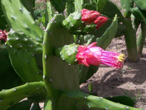 Gėlė, Apie, Kaktusas, Espinilho, Gamta, Opuntia Cochenillifera, Palma, Opuntia, Cochenillifera