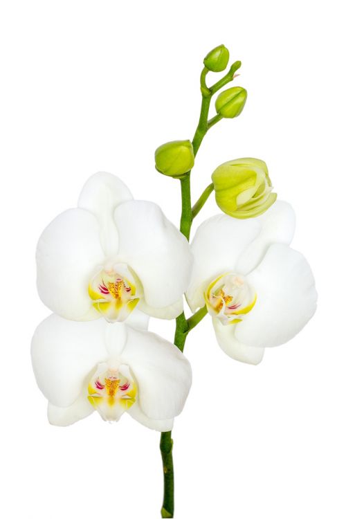 Gėlė, Orchidėja, Makro, Balta