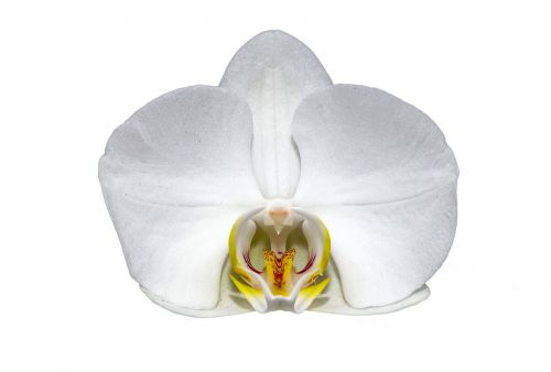 Gėlė, Balta, Makro, Orchidėja, Balta Gėlė