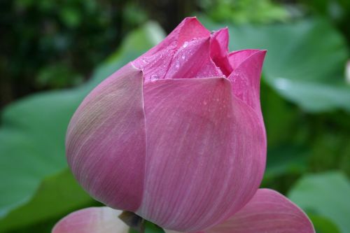Gėlė, Lotosas, Asija, Kambodža
