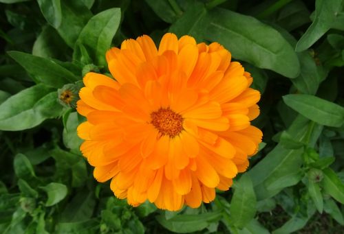 Gėlė, Kalendra, Puodynėliukai, Anglų Marigold, Genda, Calendula Officinalis, Asteraceae, Delhi, Indija
