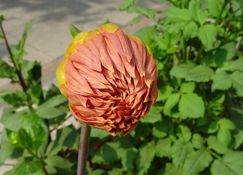 Gėlė, Budas, Dahlia, Dekoratyviniai Dahlia, Asteraceae, Delhi, Indija