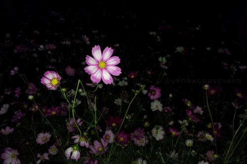 Gėlė, Naktis, Aurora Kapinės