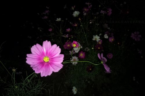 Gėlė, Naktis, Aurora Kapinės