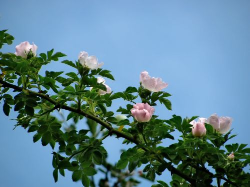 Gėlė, Rožės, Flora, Grožis, Gamta, Rožinis