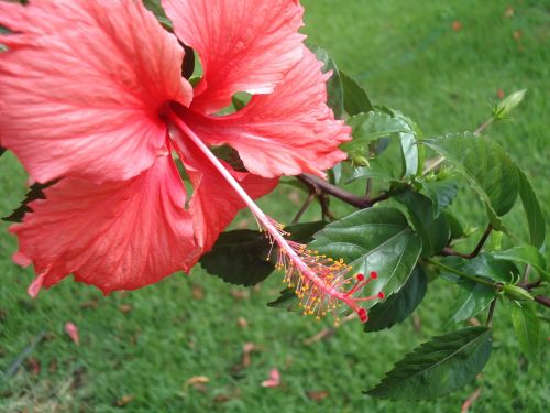 Gėlė, Hawaii, Havai, Rosinha, Gamta, Augalas