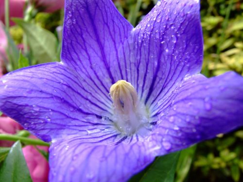 Gėlė, Platycodon Grandiflorus, Violetinė, Balionų Gėlė
