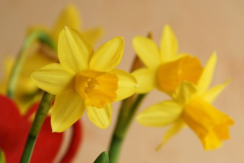 Gėlė, Žiedas, Žydėti, Daffodil, Narcizas, Pavasaris
