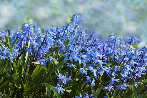 Gėlė, Mėlynos Spalvos Žiedas, Hyacinthoides, Mėlynas, Pavasaris