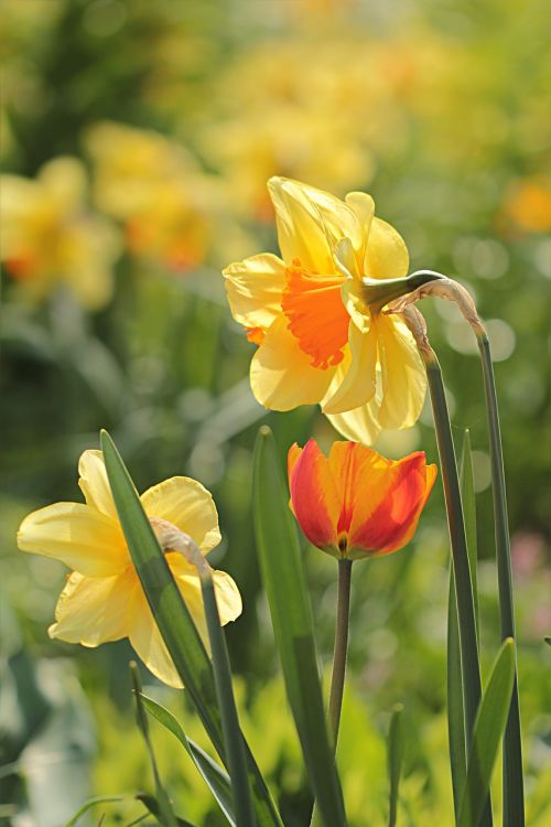 Gėlė, Narcizas, Geltona Oranžinė, Pavasaris
