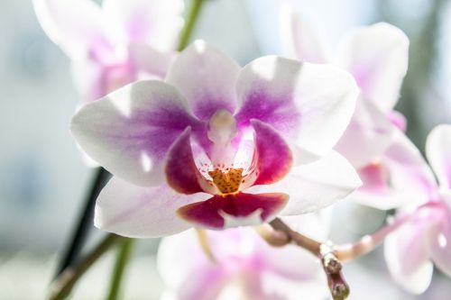 Gėlė, Orchidėja, Phalaenopsis, Žiedas, Rožinis, Augalas, Apdaila, Romantika, Atogrąžų, Atsipalaidavimas