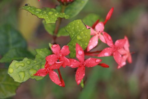 Gėlė, Ixora, Gamta, Gėlių, Vandens Lašai