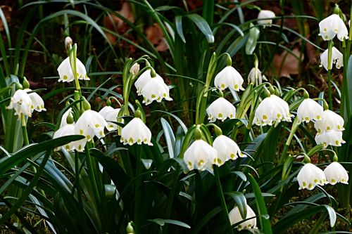 Gėlė, Snaigė, Leucojum Vernum, Ankstyvas Bloomer