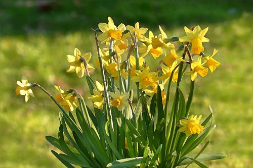 Gėlė, Daffodil, Narcizas, Geltona, Pavasaris