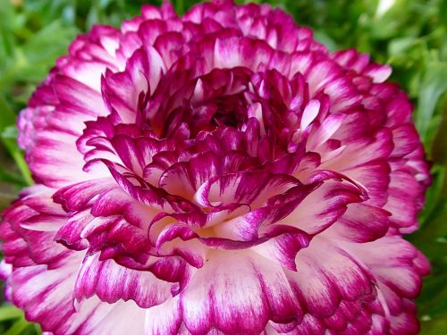 Gėlė, Buttercup, Pavasaris, Violetinė, Balta, Ranunculaceae