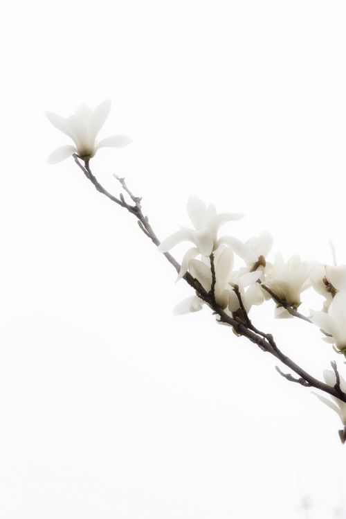 Gėlė, Pavasaris, Balta