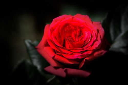 Gėlė, Rožė, Motinos Diena, Raudona
