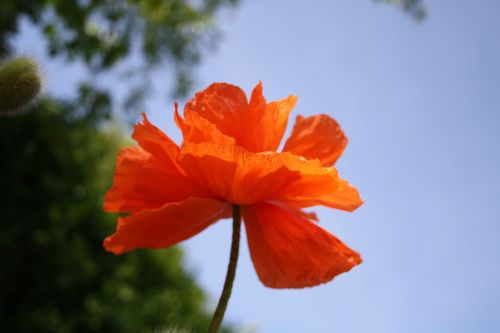 Gėlė, Aguona, Oranžinė