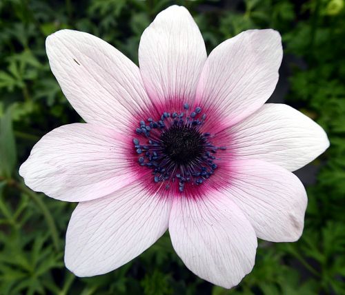 Gėlė, Anemonis, Ranunculaceae, Balta, Rožinis, Tuti