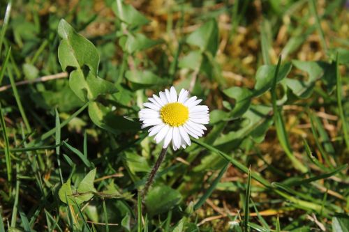 Gėlė, Daisy, Gamta, Balta