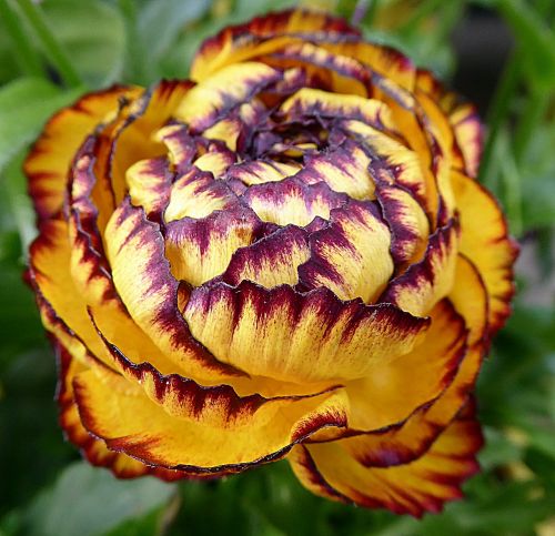 Gėlė, Buttercup, Ranunculaceae, Geltona, Pavasaris