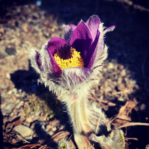 Gėlė, Backsippa, Pavasaris