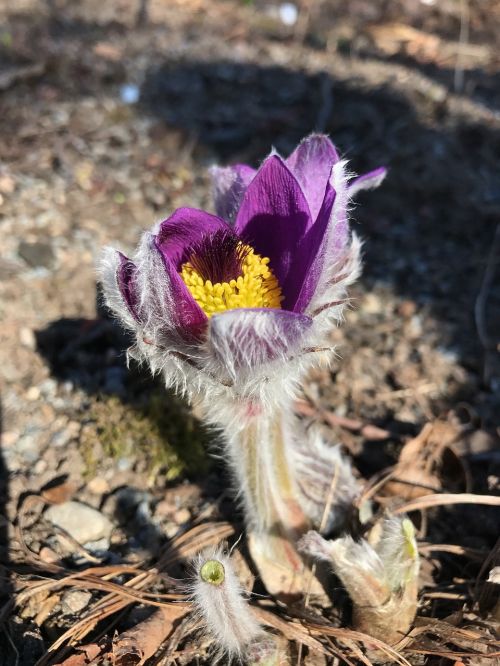 Gėlė, Backsippa, Pavasaris