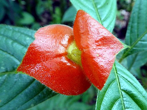 Gėlė, Psichotrija, Raudonos Lūpos, Rubiaceae, Kosta Rika