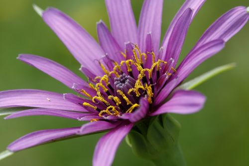 Gėlė, Violetinė, Makro