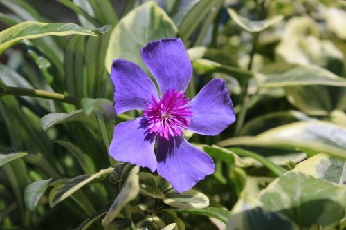 Gėlė, Violetinė, Gėlės, Gamta, Ecuador