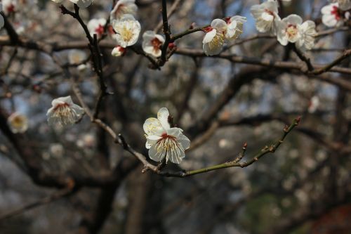 Gėlė, Medis, Meno Samprata, Pavasaris