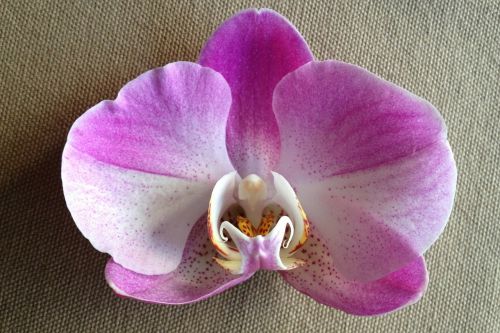Gėlė, Violetinė, Orchidėja, Iš Arti, Grožis