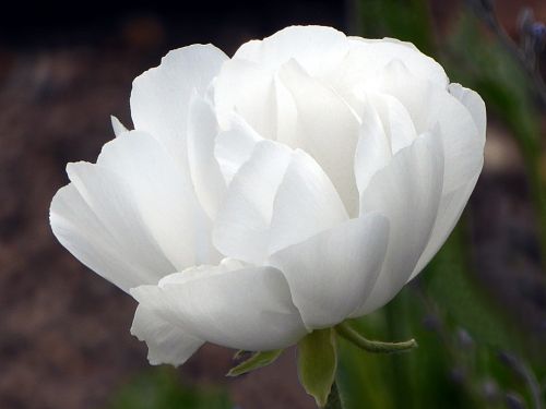 Gėlė, Anemonis, Balta, Ranunculaceae, Pavasaris