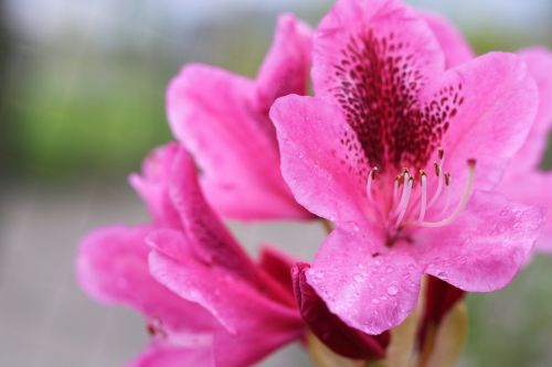 Gėlė, Rožinis, Japanese, Rododendrai, Gamta