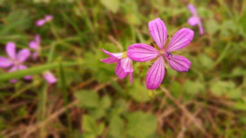 Gėlė, Mėlynas, Violetinė, Gamta, Pavasaris, Makro