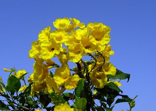 Gėlė, Geltona, Kaštonų Lapų Trimitas, Tecoma Castanifolia, Bignoniaceae, Augalas, Žiedas, Gamta, Vasara, Jamnagar, Indija