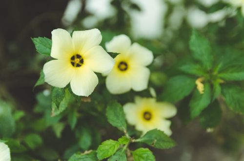 Gėlė, Gamta, Balta