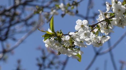 Gėlė, Vasara, Saulėtas, Vyšnia, Pavasaris